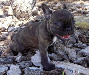 AdorableFemaleFrenchBulldogPuppies